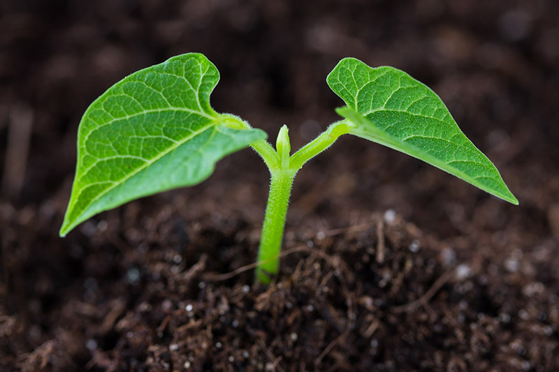 密切的一个年轻的菜豆植株生长在富裕,黑暗的土壤在花园里。