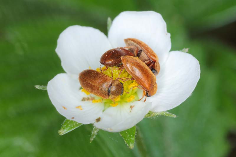 四只毛毛覆盆子甲虫在一朵白花上