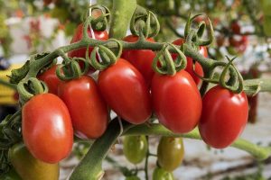 一束成熟的樱桃番茄在藤蔓上的特写，准备在软焦点背景上收获。