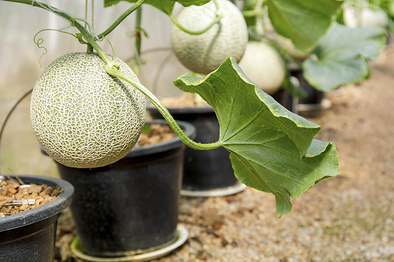 一排在温室里种植哈密瓜的黑色塑料花盆的特写，在背景中逐渐变成柔和的焦点。
