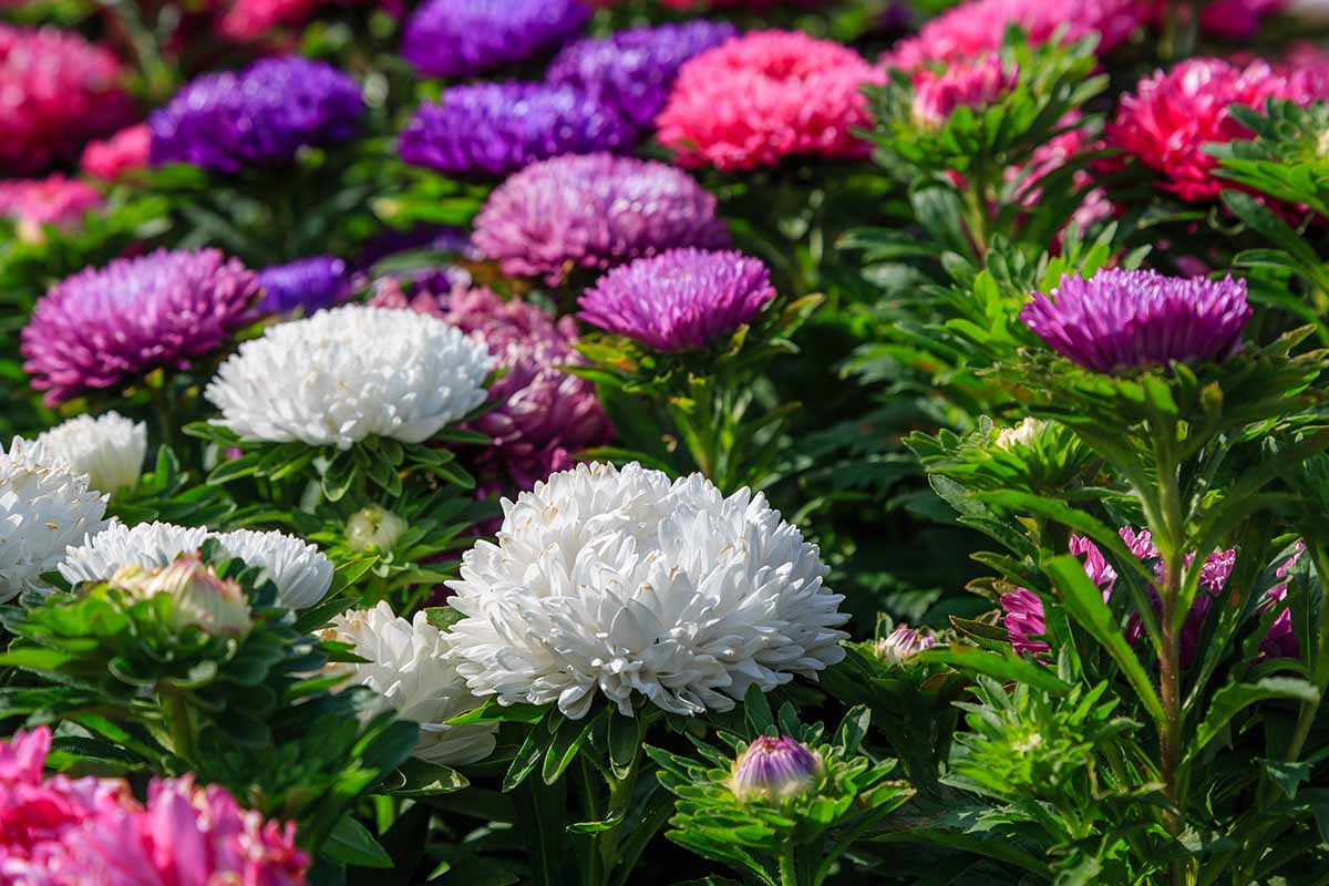密切的中国日益增长的紫苑在阳光下在夏末花园里有各种各样的颜色。