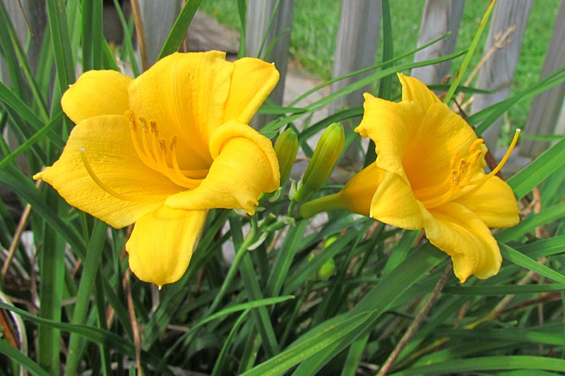 关闭两个黄花菜花,生长在一个边境旁的木甲板,,对比着绿色的亮黄色花朵,直叶。