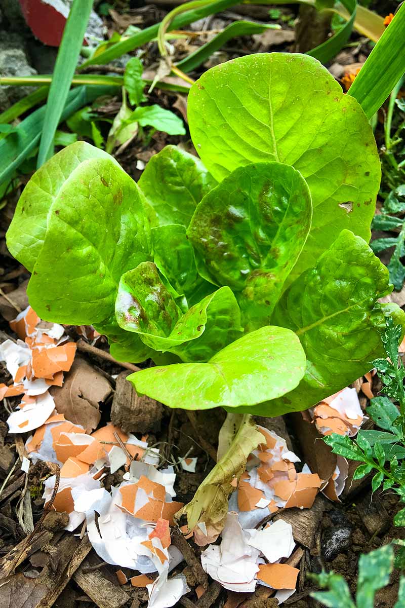 近距离的垂直图片，一棵小生菜生长在花园里，蛋壳围绕着基地作为覆盖物，周围是木屑，在背景中逐渐褪色成柔和的焦点。