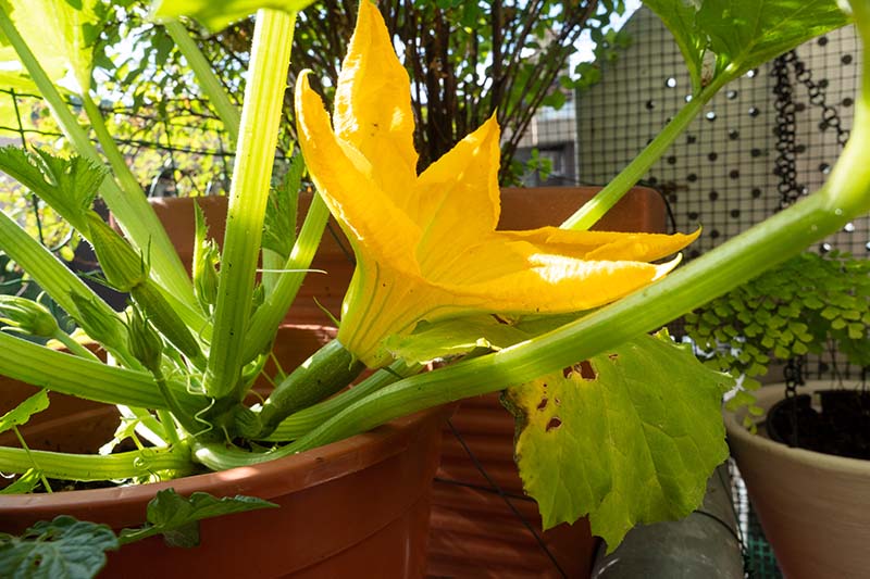一张近距离照片，明亮的阳光下，明亮的黄色小胡瓜花和正在发育的果实，生长在院子里的陶土花盆里。