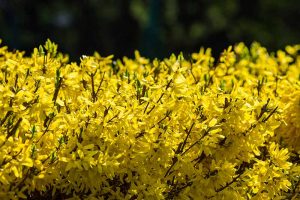 一个带有亮黄色花朵的树篱的特写，在柔和的焦点背景下拍摄的阳光。