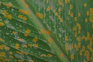 密切的一片绿叶与橙色斑点由真菌引起的疾病。