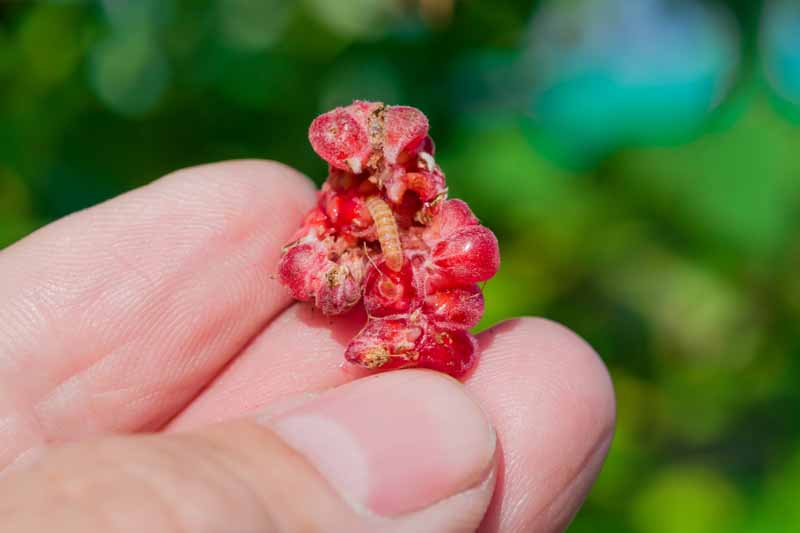 特写:一组手指举起一个被劈开的覆盆子，里面有一只果虫