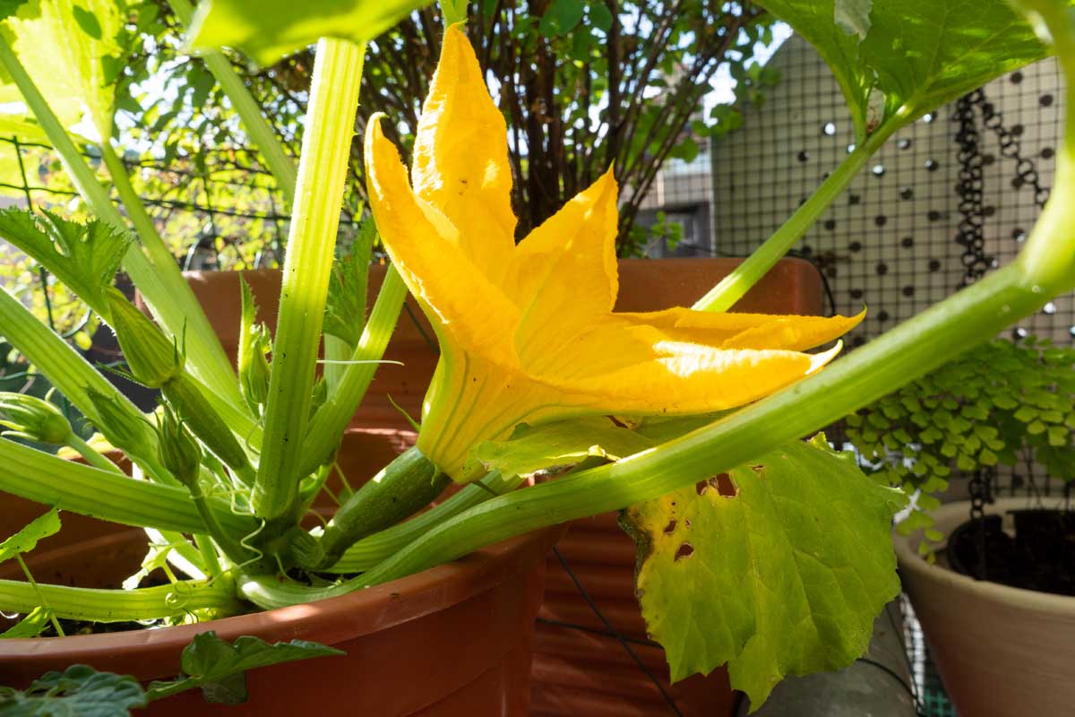 亲密的照片一个明亮的黄色小胡瓜花和发展水果,生长在露台上的红土锅在明亮的阳光下。