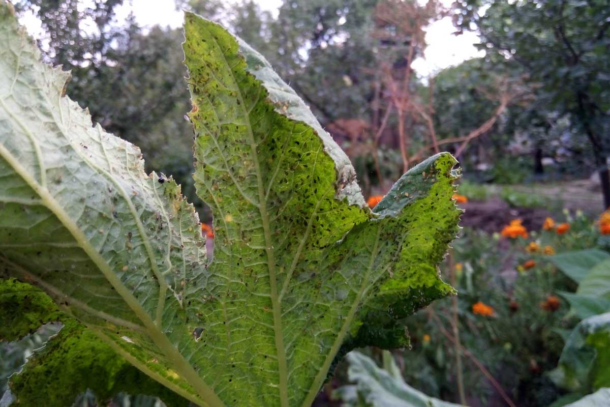 的近距离大绿叶上爬满了黑色小昆虫,带花园的场景在软焦点的背景。