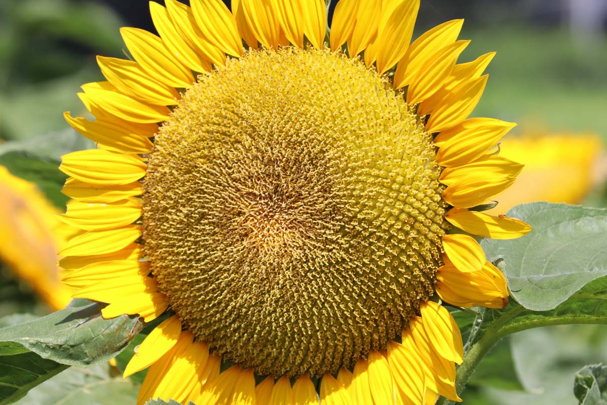 密切与明亮的黄色的向日葵的花瓣和种子发展中心,见软焦点的背景。