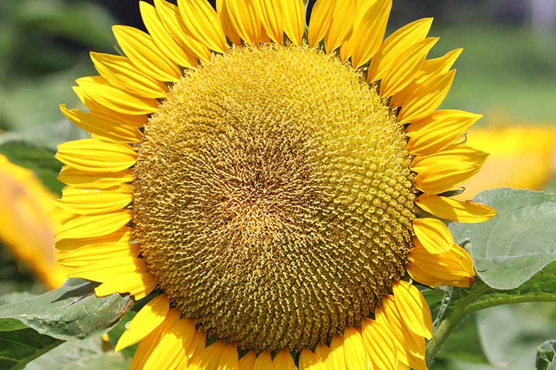 一个向日葵的头部特写，明亮的黄色花瓣和种子在中心发育，在一个软焦点背景上拍摄。