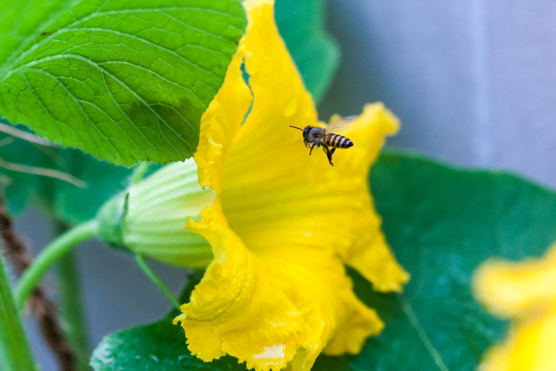 这是一只蜜蜂进入一朵亮黄色喇叭状花朵的特写，背景中有柔和聚焦的树叶。