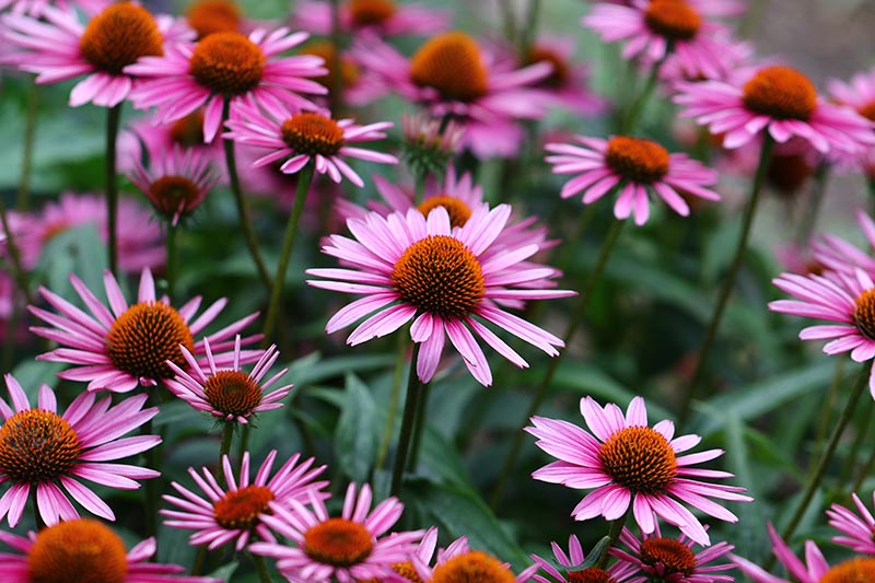 一个明亮的粉红色的圆锥花生长在花园的特写，照片在一个软焦点背景。
