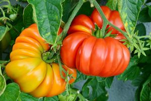 一个近距离的红色和黄色深肋的传家宝番茄，生长在花园里的藤蔓上，在阳光明媚。
