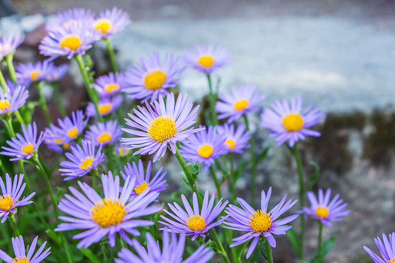 这是一幅多年生紫菀娇嫩的雏菊般的花朵特写，花朵呈淡紫色，中心呈黄色，它生长在花园里，在背景中逐渐褪色成柔和的焦点。