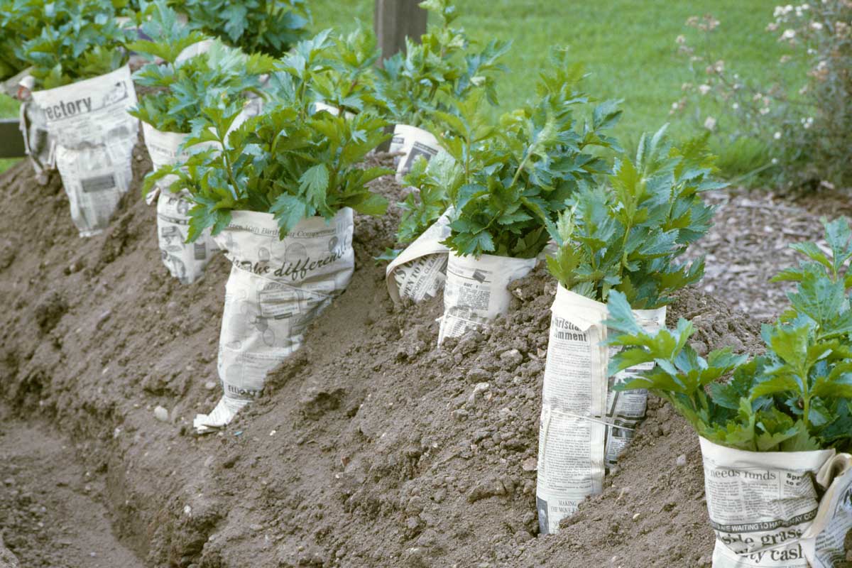 密切的一排芹菜种植在花园里用报纸裹着的茎漂白的目的,使茎白色和温柔。