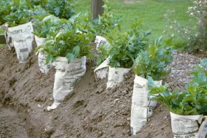 一排生长在花园里的芹菜的特写，用报纸包裹着茎，用于焯水，使茎变白变嫩。