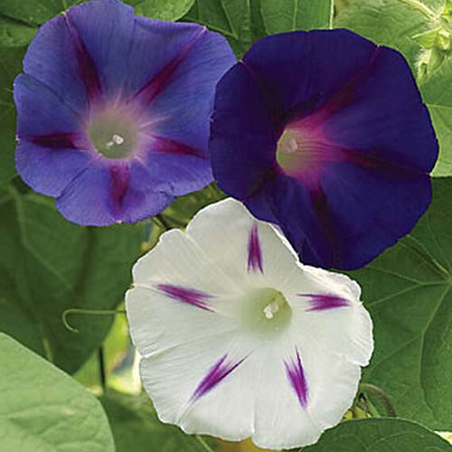 一个白色，浅紫色和深紫色的Ipomoea purpurea 'Celestial'的特写，在花园中生长，背景是树叶。