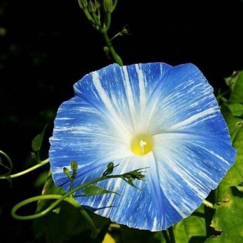 一个近距离的蓝色花与白色条纹，在一个黑暗的软焦点背景。Ipomoea purpurea，飞碟。