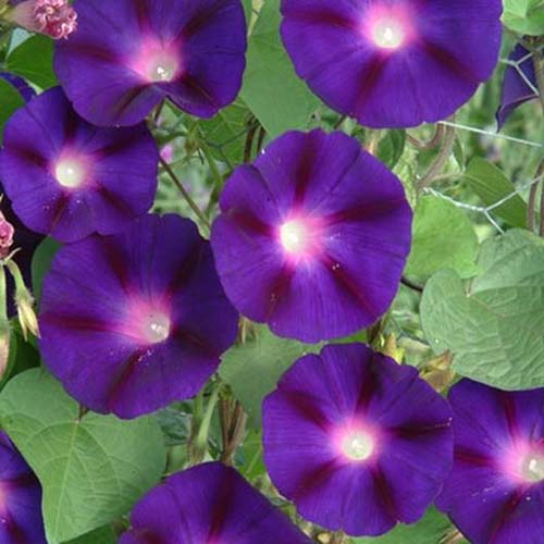 “奥特爷爷”牵牛花的深紫色双色花朵的特写，背景是树叶。