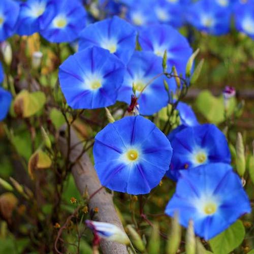 一个近距离的蓝色花朵的Ipomoea purpurea“天蓝”品种，生长在花园的软焦点背景。