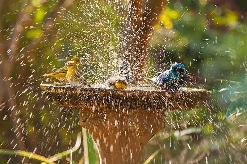 在明亮的阳光下，在柔和的对焦背景下，各种不同的鸟在花园里的碗里戏水。