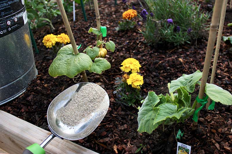 一个近距离的金属铲施用颗粒肥料的花园床，其中包括南瓜，万寿菊和薰衣草。