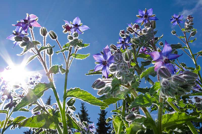 一个成熟的Borago officinalis植物的特写，在蓝色的天空和阳光的背景下，花园中生长着精致的蓝色星形花。