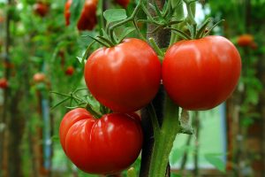 一个近距离的三个成熟的西红柿生长在一个软焦点背景拍摄的花园里。