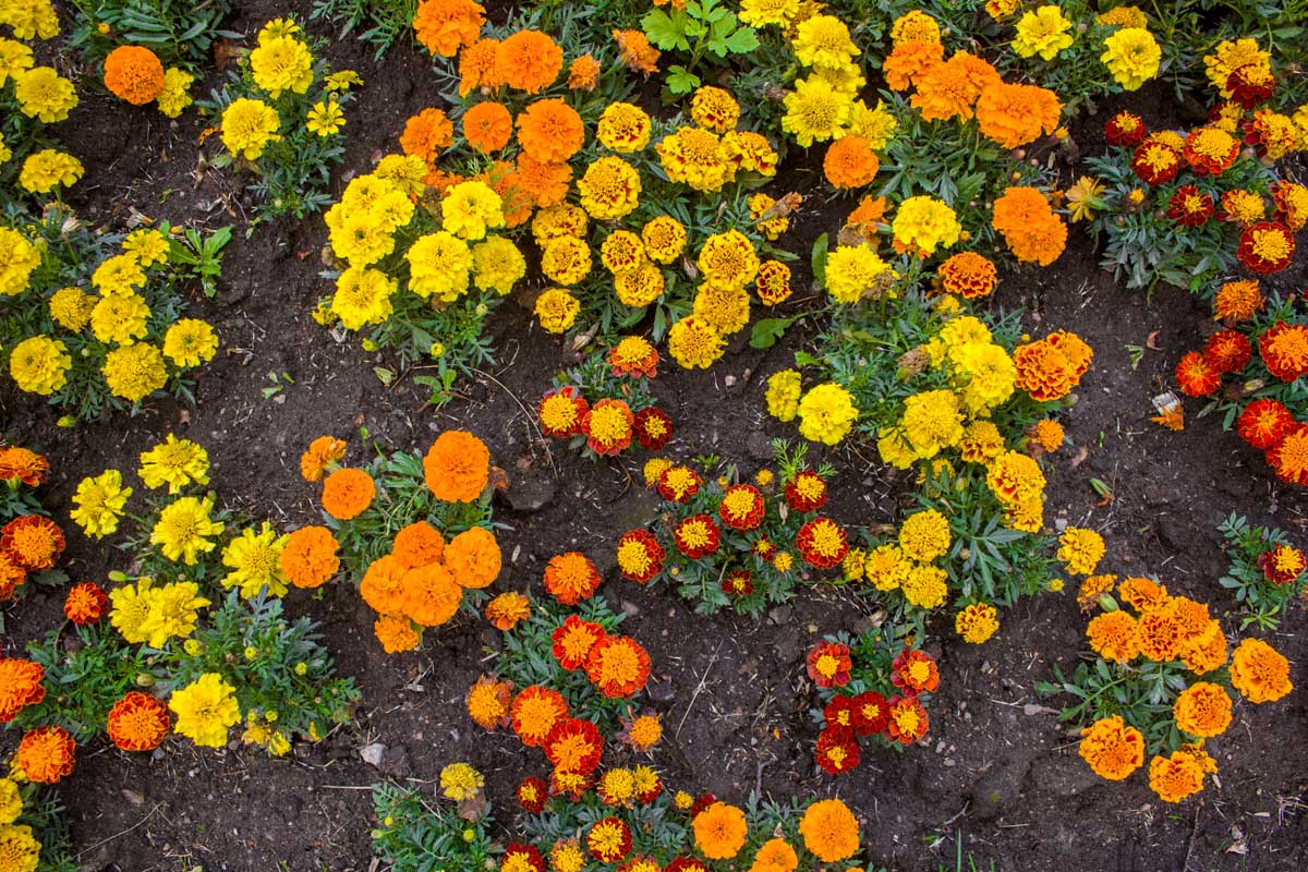 结束了自顶向下的照片各种不同颜色的金盏花种植在花园里,与土壤背景。