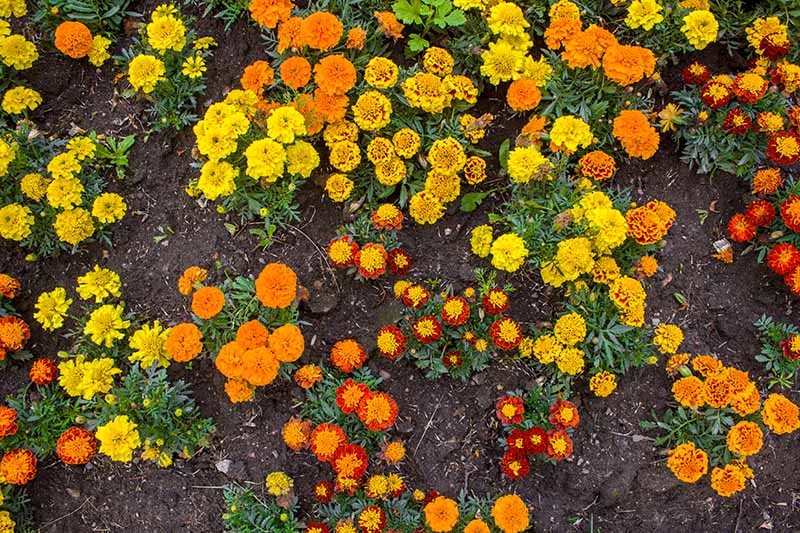 一个近距离自上而下的图片，各种不同颜色的金盏花生长在花园里，土壤在背景。