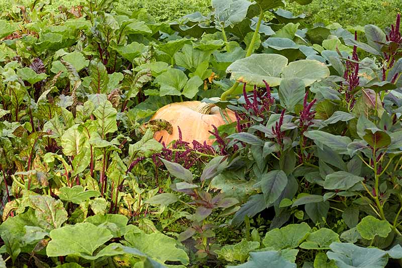 一个花园的场景，南瓜生长在选择其他蔬菜和植物。BOB体育APP苹果下载