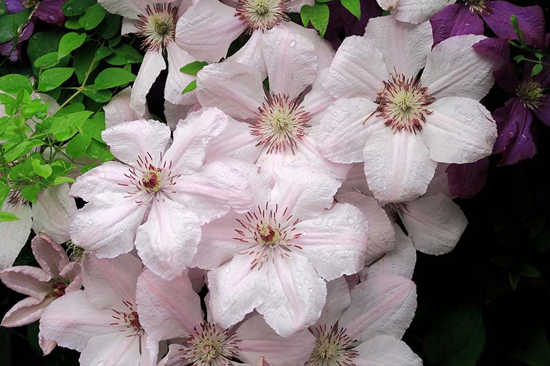 一个粉红色和白色的“粉红色幻想”花的特写，与暗粉色的中心形成对比，生长在花园中，在一个黑暗的软焦点背景上。