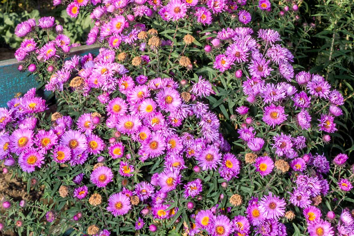 明亮的粉红色aster的近距离(Symphyotrichum novae-angliae)鲜花生长在夏天的花园。