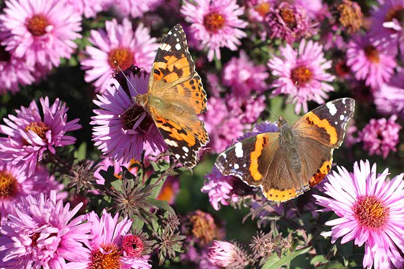 一个明亮的粉红色紫菀与蝴蝶喂食的特写，在明亮的阳光下拍摄在夏末的花园，在一个软焦点背景。