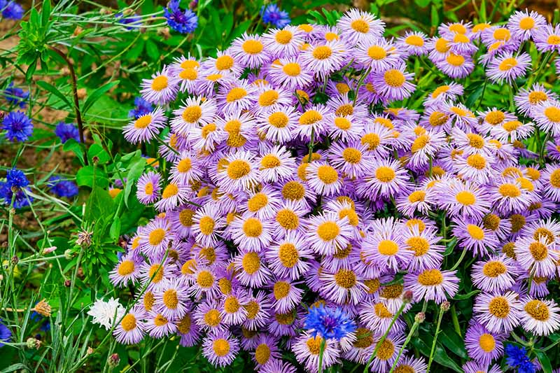 一大片迷人的雏菊般的紫色花朵生长在花园里，在画框的左边开着蓝色的小花。