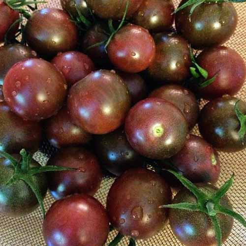 新收获的“黑樱桃”番茄的特写。