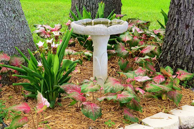 一个花园场景，有一个鸟浴和各种不同的植物，包括生长在大树下的粉红色和绿色的钙，地面上有覆盖物。BOB体育APP苹果下载