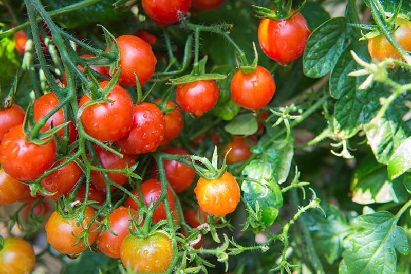 成熟的樱桃番茄的近距离与水滴在阳光下绿色的树叶。