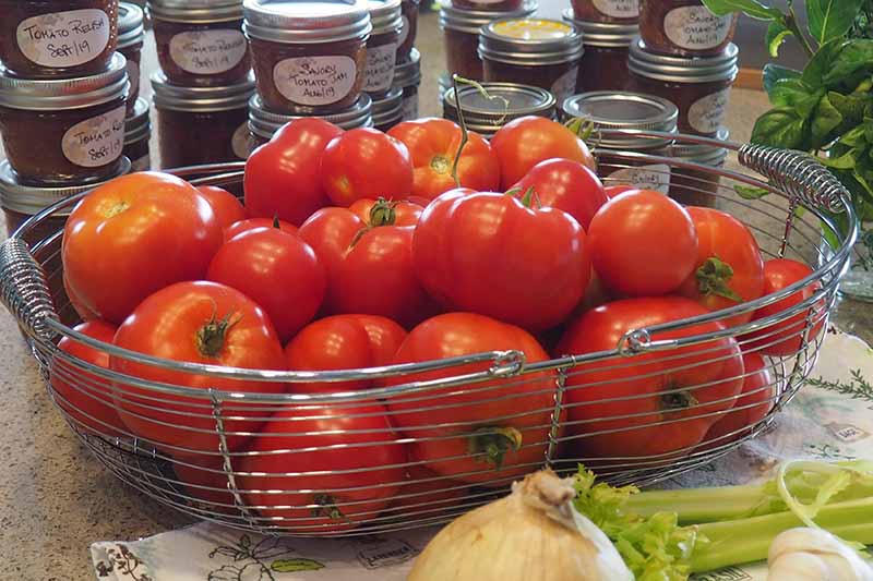 一个金属篮子的特写，里面有刚收获的西红柿，放在厨房的柜台上，背景是自制的果酱罐头。