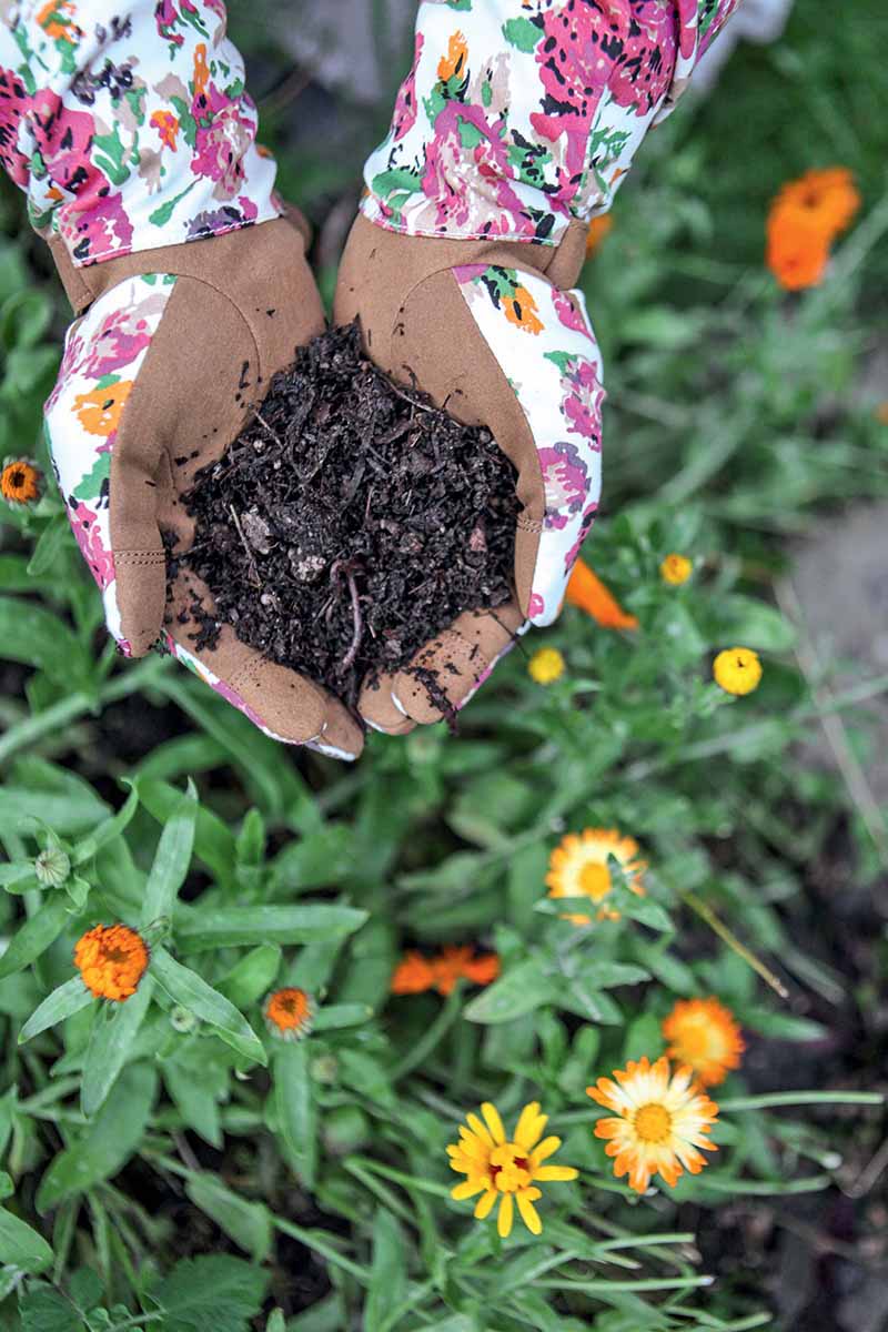 一幅垂直图片，两只戴着园艺手套的手拿着一勺堆肥，背景是柔和聚焦的花朵。