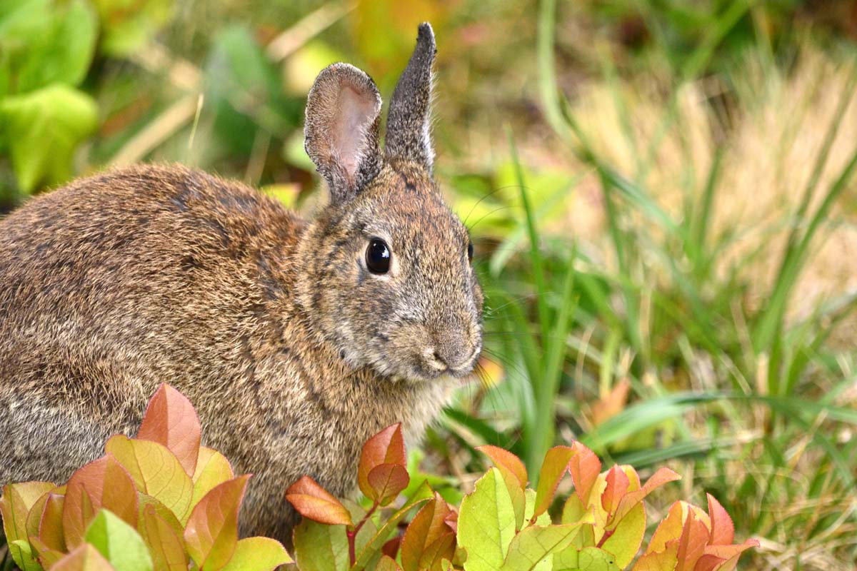密切的一个小兔子,秋叶在前台,和草软焦点的背景。