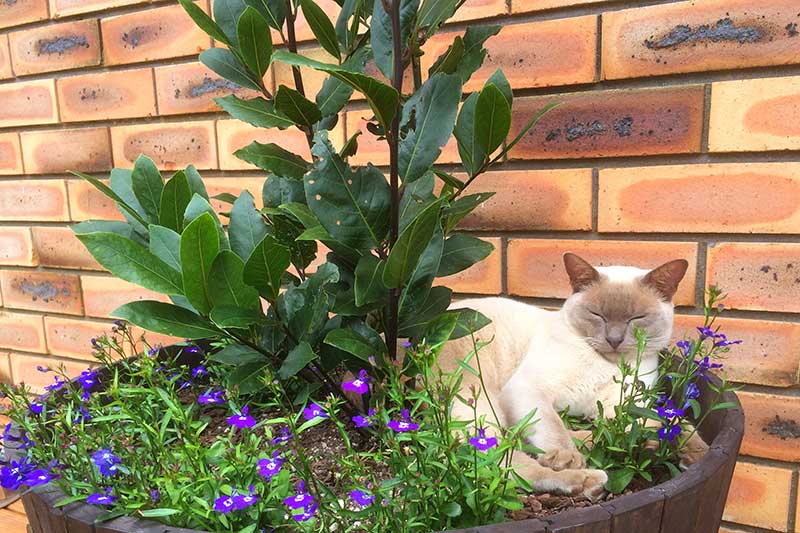 一棵月桂树生长在一个威士忌酒桶容器里，周围是紫色的小花，一只淡紫色的缅甸猫坐在旁边。花盆位于背景的砖墙旁。
