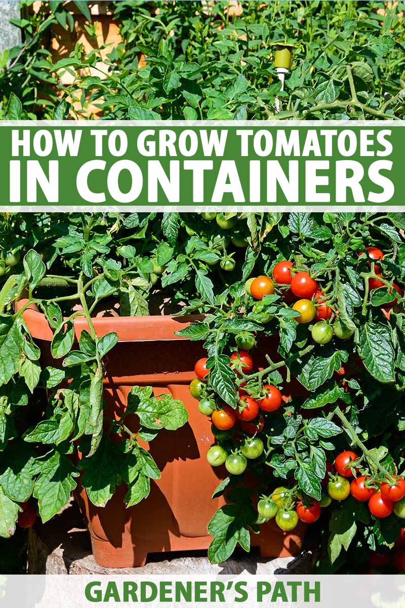 一幅垂直图片，一株健康的大番茄在院子里明亮的阳光下，在一个陶土容器里生长，结着成熟的红色果实。到框架的顶部和底部是绿色和白色的文本。