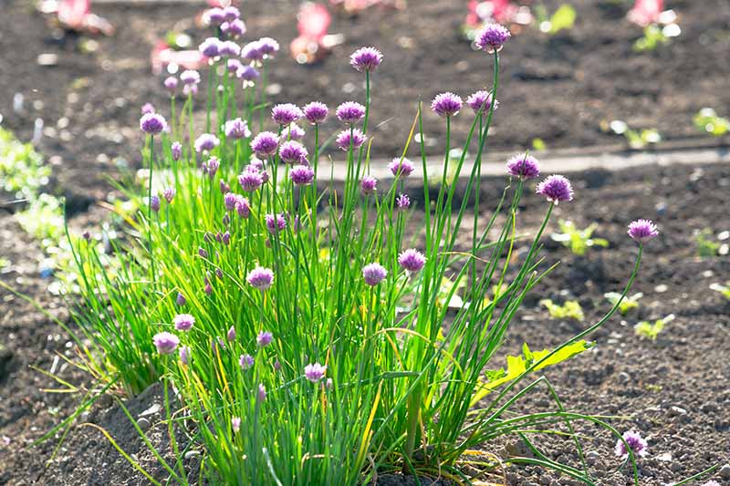 在明亮的阳光下，一簇生长在夏季花园的葱属植物的特写，绿色的茎和浅紫色的花在柔和的焦点背景上。