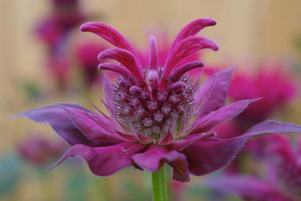 密切的一个粉红色的香蜂花种植在花园里,软焦点的背景图。