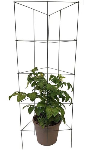 一个用于种植藤蔓蔬菜的笼子的特写，上面是一个黑锅里的小植物。