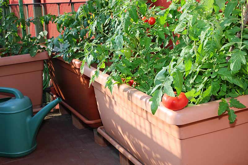 在明亮的阳光下，院子里有一个巨大的塑料花盆，里面种着健康的西红柿，上面结满了成熟的果实。BOB体育APP苹果下载