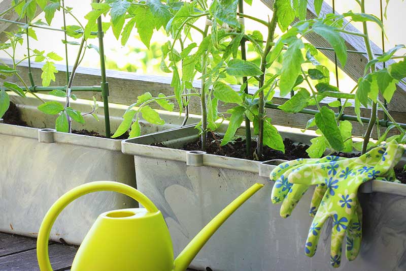 一个绿色的小喷壶，植物生长在容器的背景。BOB体育APP苹果下载