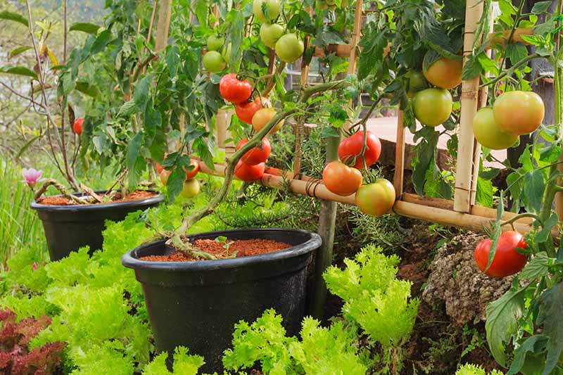 一个蔬菜园，黑色塑料盆里种着西红柿，围在棚架上，周围种着生菜和其他蔬菜。